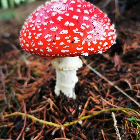 Casa de Férias O Ninho *